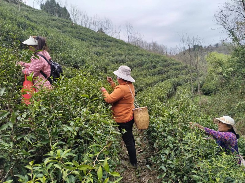 陜煤建設(shè)定點(diǎn)幫扶村：春茶采摘忙，茶香促振興